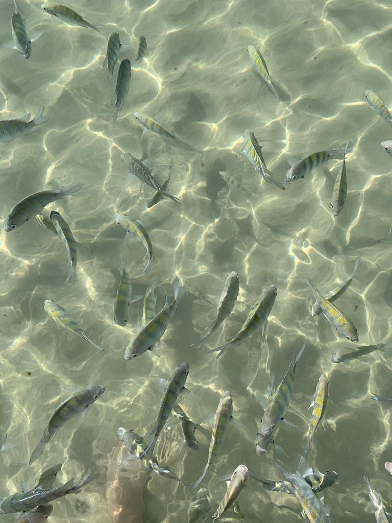 Peixinhos da quarta praia de Morro de São Paulo/BA